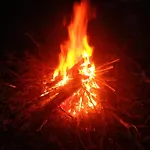 Owocowa Chojnata * Mszczonów
