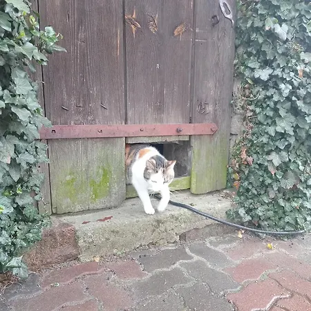 Owocowa Chojnata Appartement Mszczonów