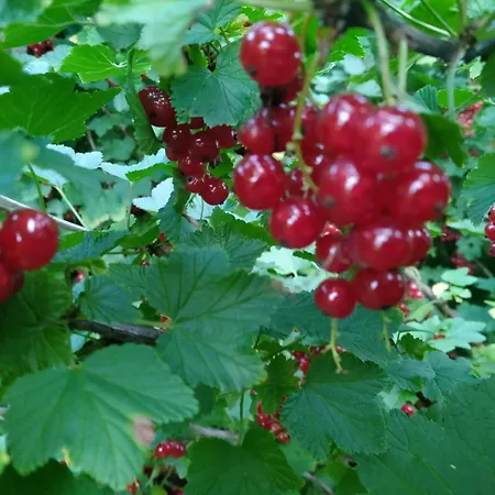 Appartement Owocowa Chojnata *